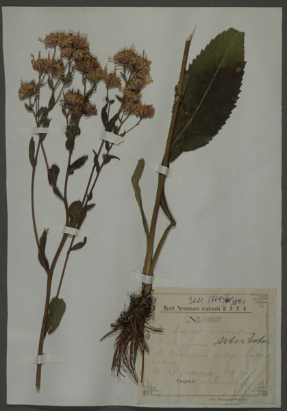 Лист гербарный. Астра татарская (Aster tataricum)