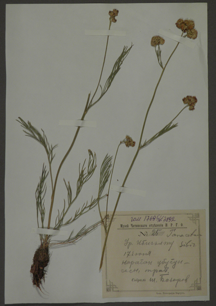 Лист гербарный. Пижма сибирская (Tanacetum sibiricum)