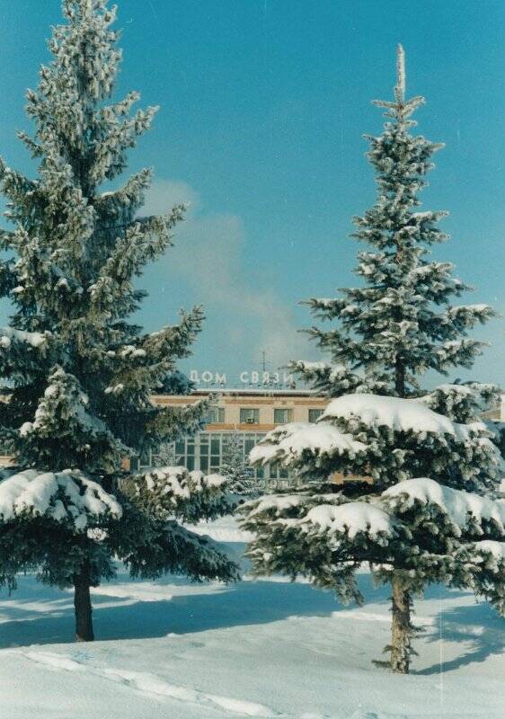 Фотография. Зимний пейзаж - вид на здание Дома связи (через ели)