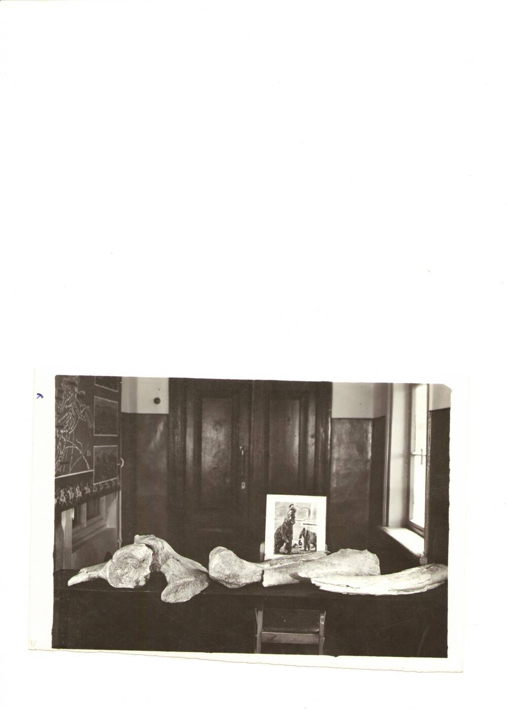 Фото черно- белое  с экспозиции Калачевского народного историко- краеведческого музея. Запечатлены кости мамонта, обнаруженные в пос. Тихоновка Калачевского района в 1967 году, 1973