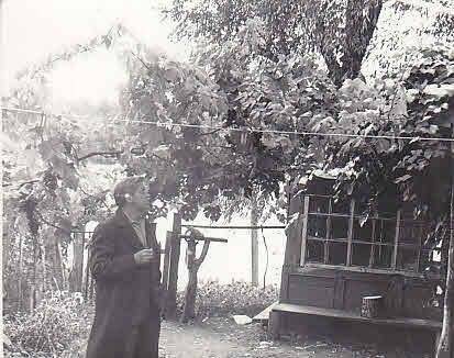 Фотография сюжетная. Виноградарь в саду Шарова Ростислава Федоровича.