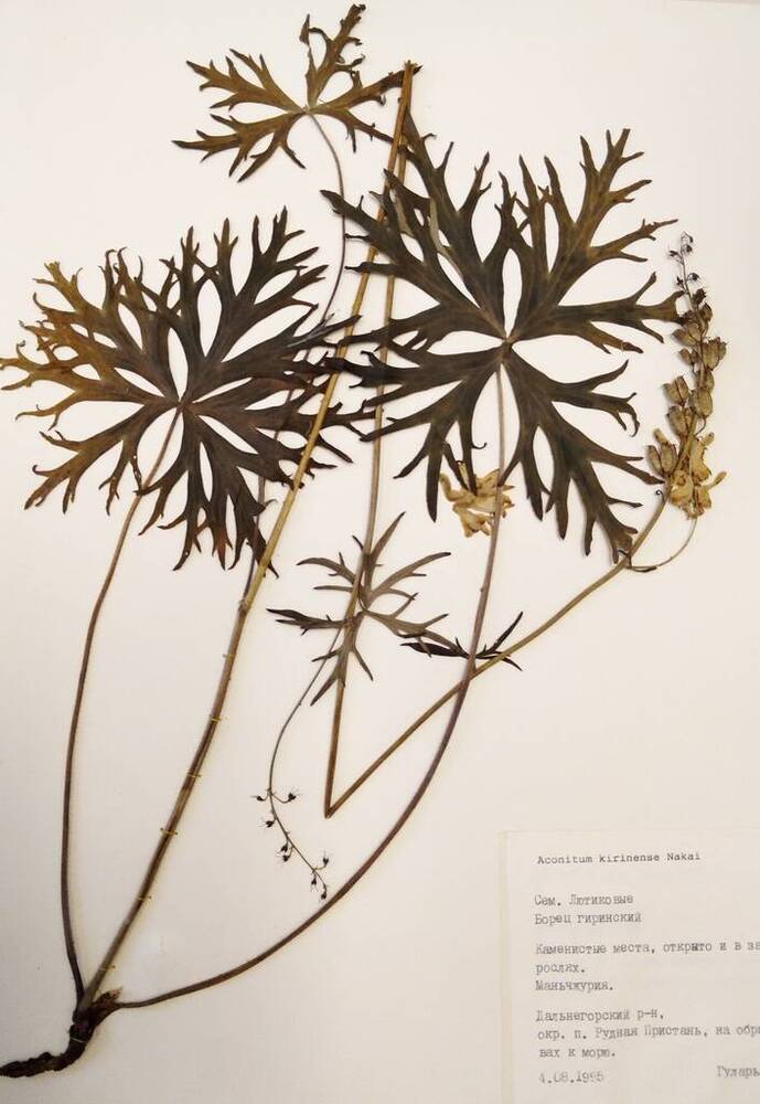 Гербарий Борец гиринский (Aconitum kirinense Nakai)