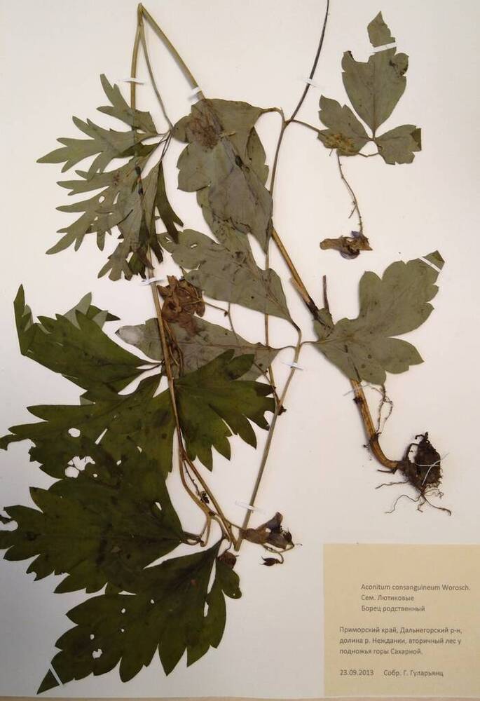 Гербарий Борец родственный (Aconitum consanguineum Worosch.)