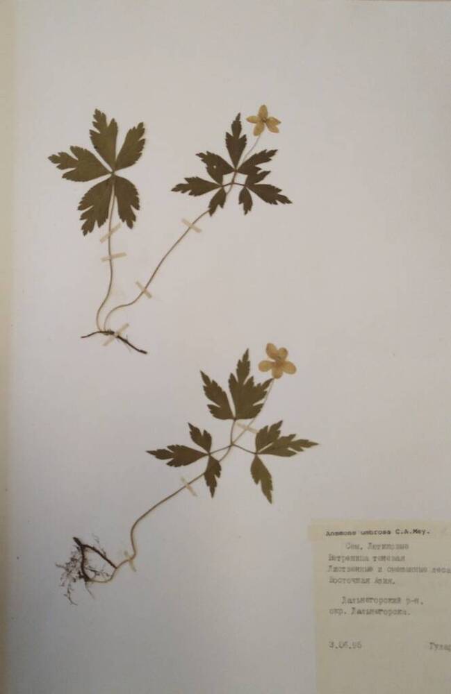 Гербарий Ветреница теневая (Anemone umbrosa C.A. Mey.)