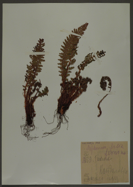 Лист гербарный. Кочедыжник женский (Athyrium fili femina)
