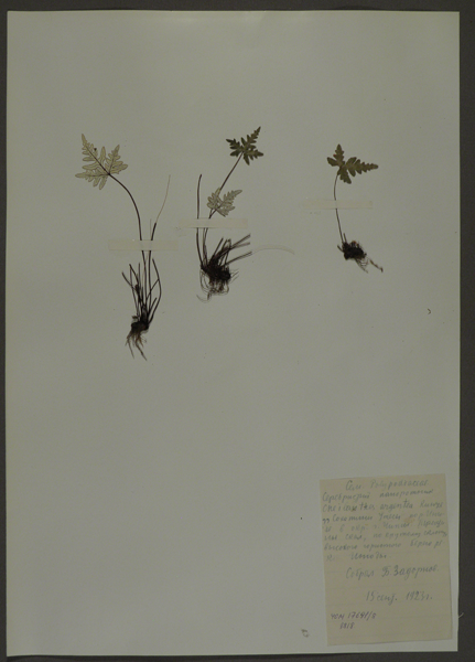 Лист гербарный. Краекучник серебристый (Cheilanthes argentea)