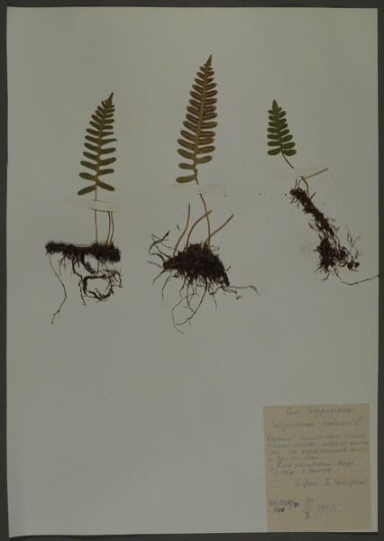 Лист гербарный. Многоножка виргинская (Polypodium virginianum)