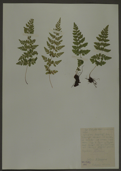 Лист гербарный. Пузырник ломкий (Cystopteris fragilis)