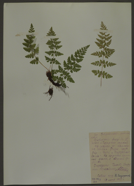 Лист гербарный. Пузырник ломкий (Cystopteris fragilis)