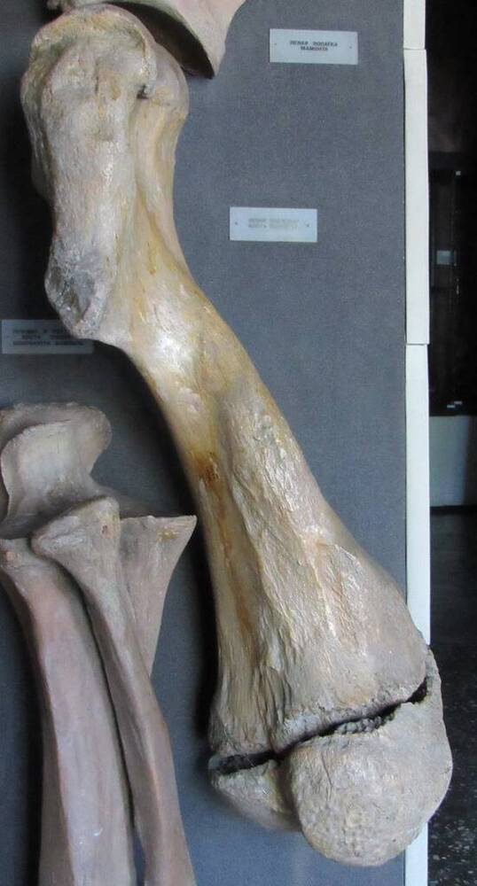 Передняя левая плечевая кость мамонта