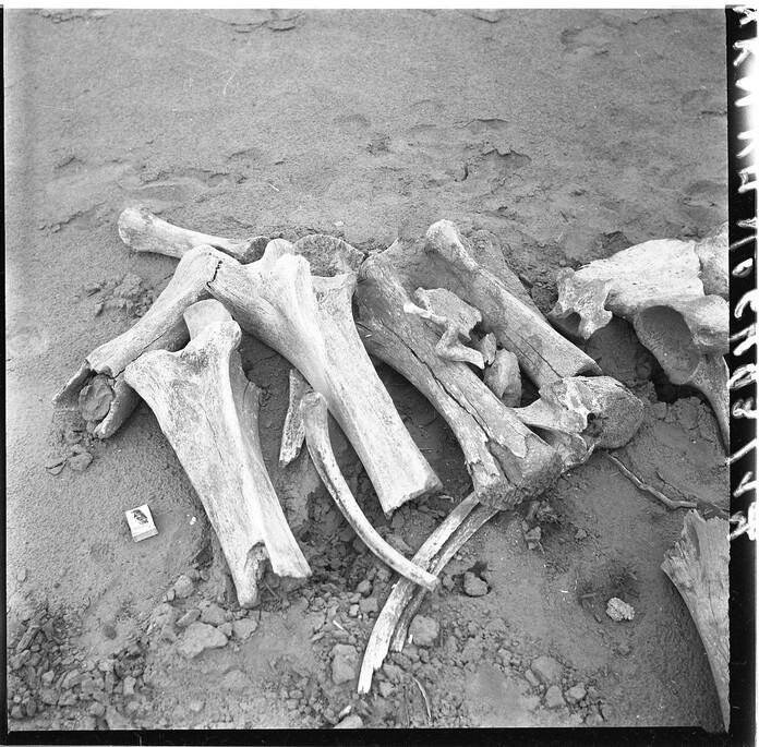 Негативы. Фотонегатив. Многообразие костей ископаемых животных. Окрестности с. Куртак Новоселовского района