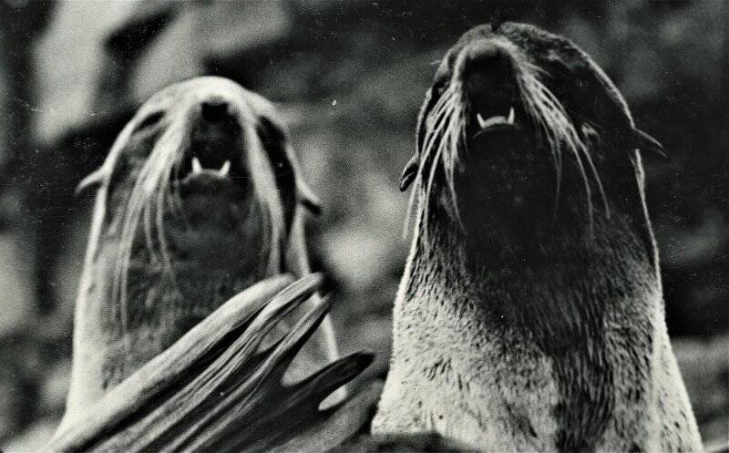 Фотография. Дуэт морских котиков. Из комплекта: Фотоальбом «Поронайск. 1980-е гг.»