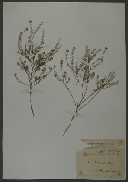 Лист гербарный. Клоповник безлепестной (Lepidium apetalum)