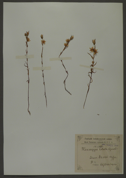 Лист гербарный. Ломатогониум вращательный (Plenrogyne rotate)