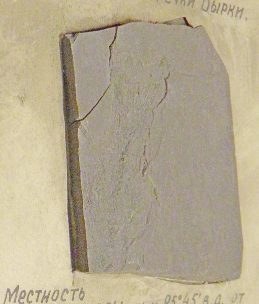 Образец геологический. Отпечатки костистых рыб (Lycoptera Middendorfii) триасо-юрского периода на тургинском пресноводном глинистом сланце