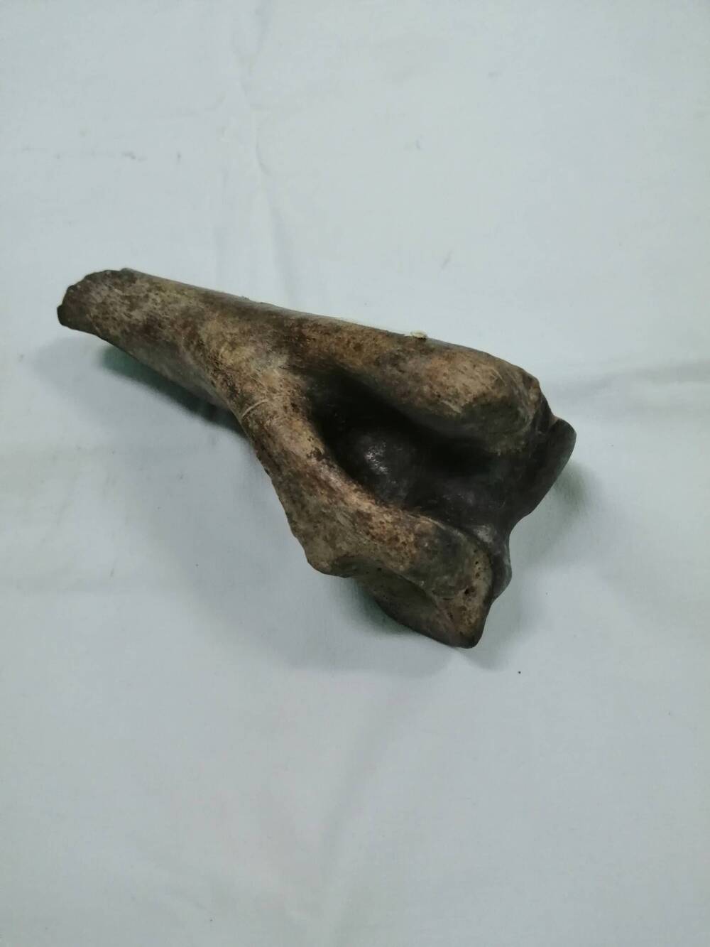 Суставная кость ископаемой лошади