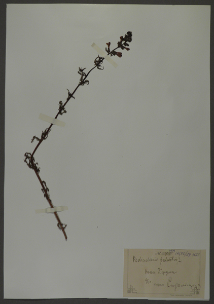 Лист гербарный. Мытник болотный (Pedicularis palustris)
