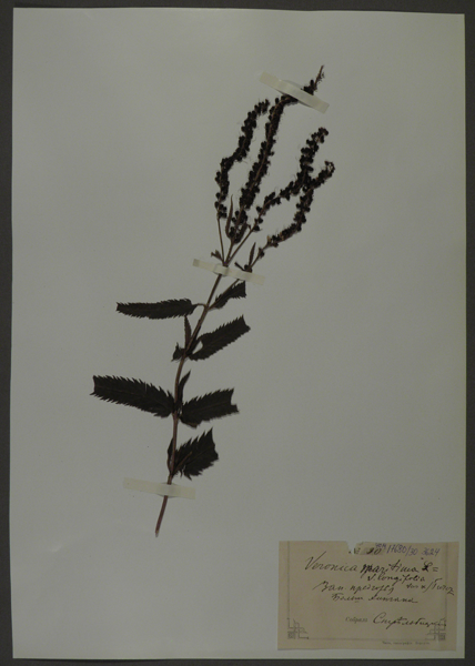 Лист гербарный. Вероника длиннолистная (Veronica longifolia)