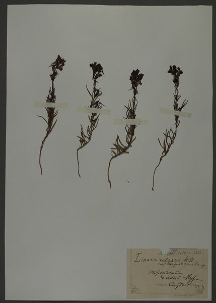 Лист гербарный. Льнянка обыкновенная (Linaria vulgaris)