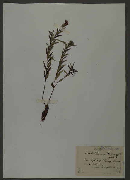 Лист гербарный. Шлемник байкальский (Scutellaria baicalensis)