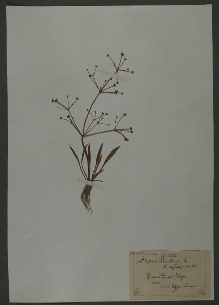 Лист гербарный. Частуха подорожниковая (Alisma plantago)
