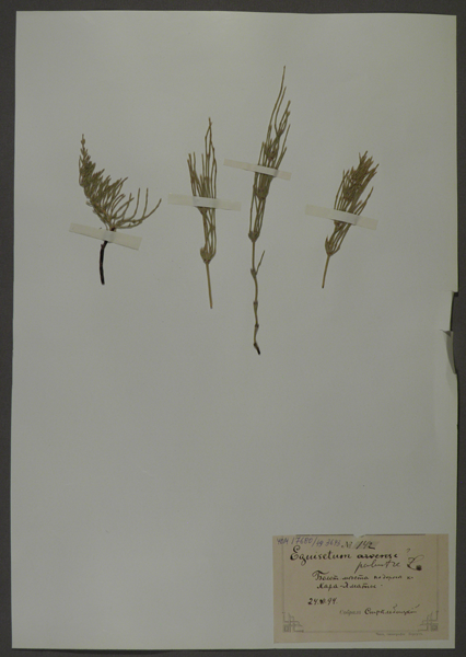 Лист гербарный. Хвощ болотный (Equisetum palustre)