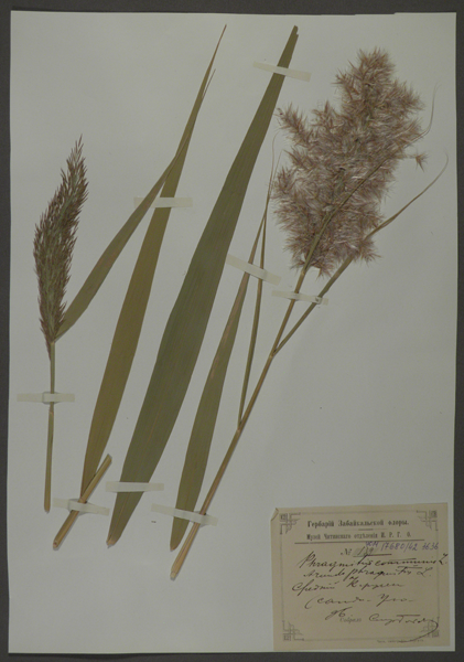 Лист гербарный. Тростник обыкновенный (Phragmites communis)