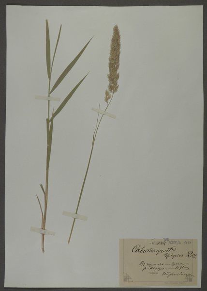 Лист гербарный. Вейник наземный (Calamagrostis epigeios)