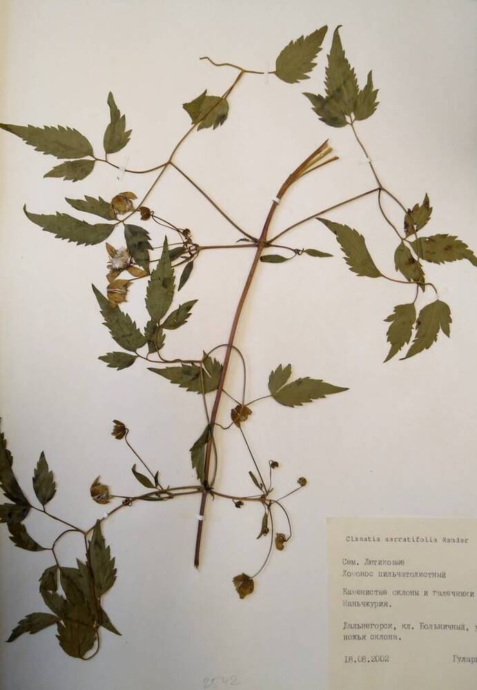 Гербарий Ломонос пильчатый (Clematis serratifolia Rehder)