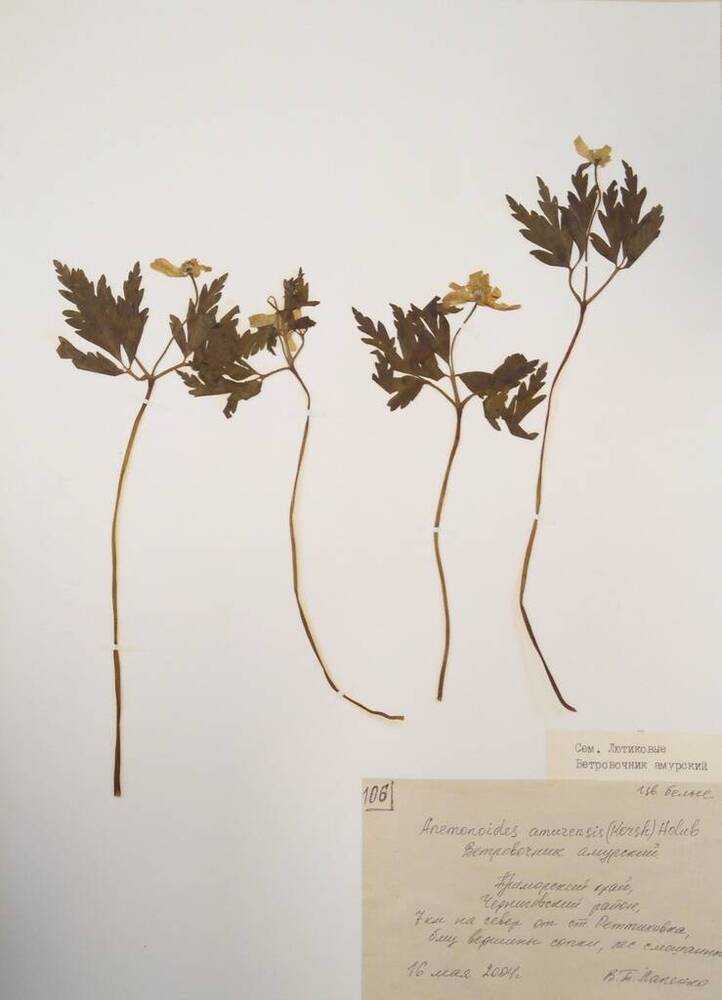Гербарий Ветровочник амурский (Anemonides amurensis (Korsh.) Holub)