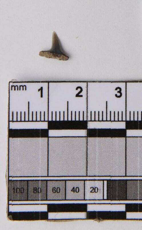 Зуб ископаемой акулы Аномотодон тритона