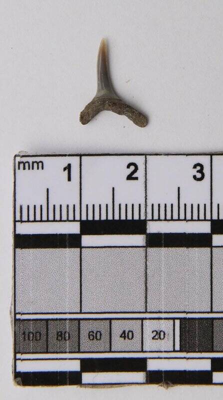 Зуб ископаемой акулы Аномотодон тритона
