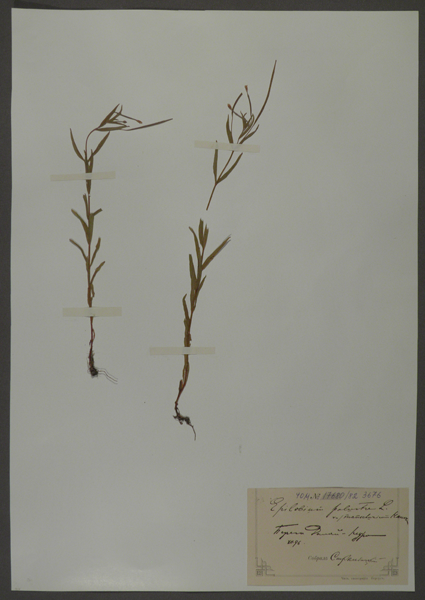 Лист гербарный. Кипрей болотный (Epilobium palustre)