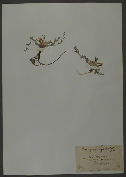 Лист гербарный. Астрагал молочно-белый (Astragalus galactites)