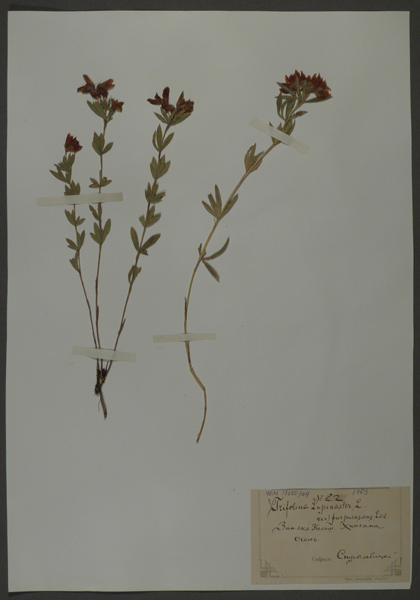 Лист гербарный. Клевер люпиновый (Trifolium lupinaster)