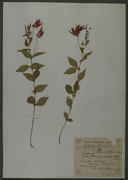 Лист гербарный. Горошек однопарный (Vicia unijuga)