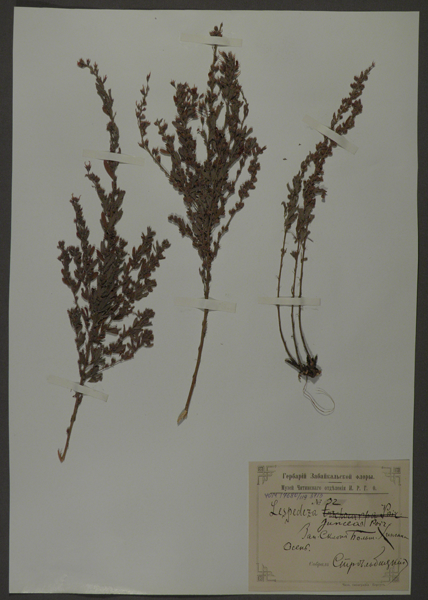 Лист гербарный. Леспедеца копеечниковая (Lespedeza hedysaroides)