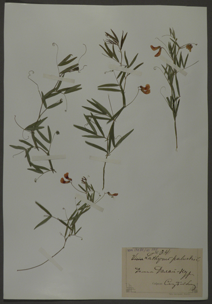 Лист гербарный. Чина болотная (Lathyrus palustris)