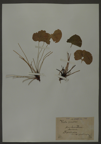 Лист гербарный. Фиалка удивительная (Viola mirabilis)