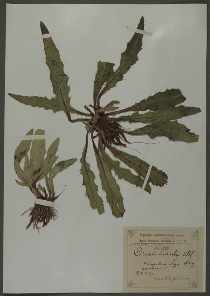 Лист гербарный. Бодяк бесстебельный (Cirsium acaule)