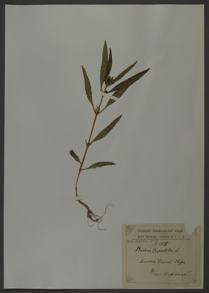 Лист гербарный. Череда трехраздельная (Bidens tripartite)