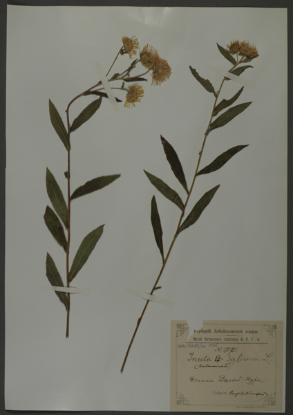 Лист гербарный. Девясил иволистный (Jnula salicina)