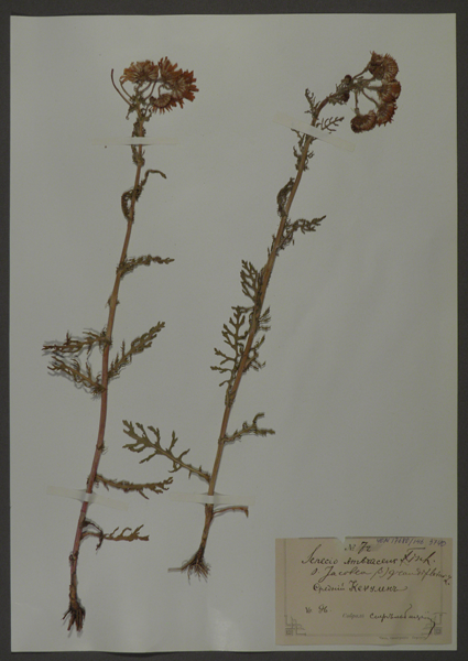 Лист гербарный. Крестовник амбровый (Senesio ambraceus)
