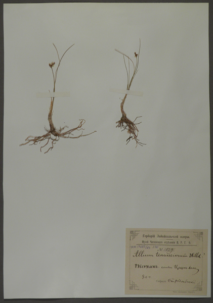Лист гербарный. Лук тончайший (Allium tenuissimum)