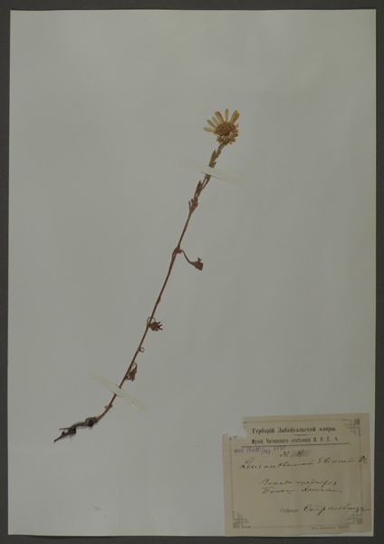 Лист гербарный. Нивяник сибирский (Leucanthemum sibiricum)