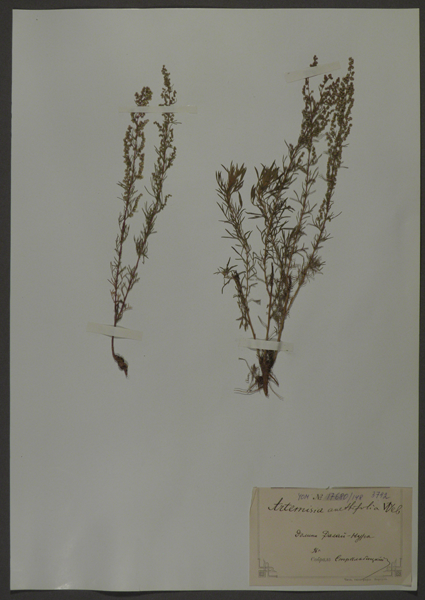 Лист гербарный. Полынь укрополистная (Artemisia anethifolia)