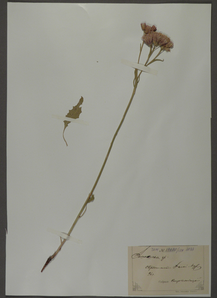 Лист гербарный. Соссюрея (Saussurea)