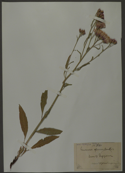 Лист гербарный. Соссюрея скученная (Saussurea glomerata)