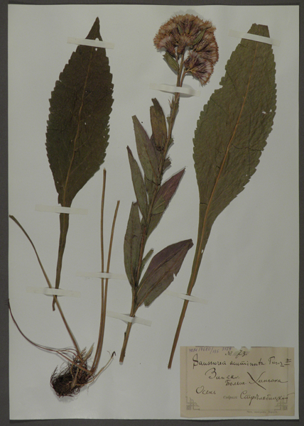 Лист гербарный. Соссюрея заостренная (Saussurea acuminate)