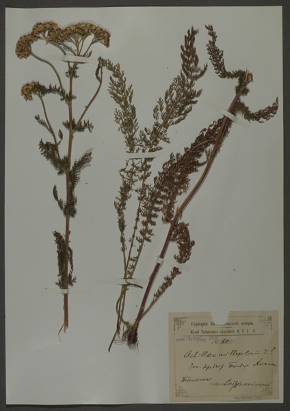 Лист гербарный. Тысячелистник обыкновенный (Achillea millefolium)